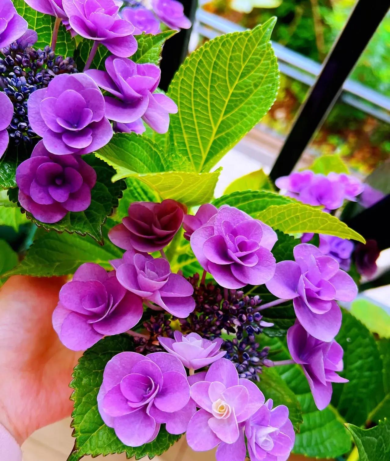 绣球花为什么蔫了？开花后的绣球花，做好4个“细节”-图6