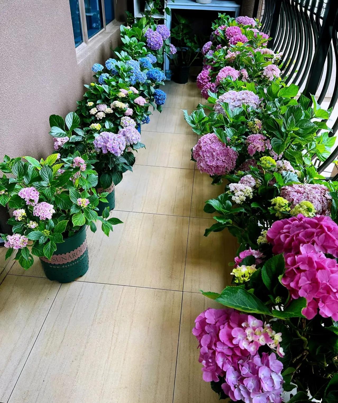 绣球花为什么蔫了？开花后的绣球花，做好4个“细节”-图9