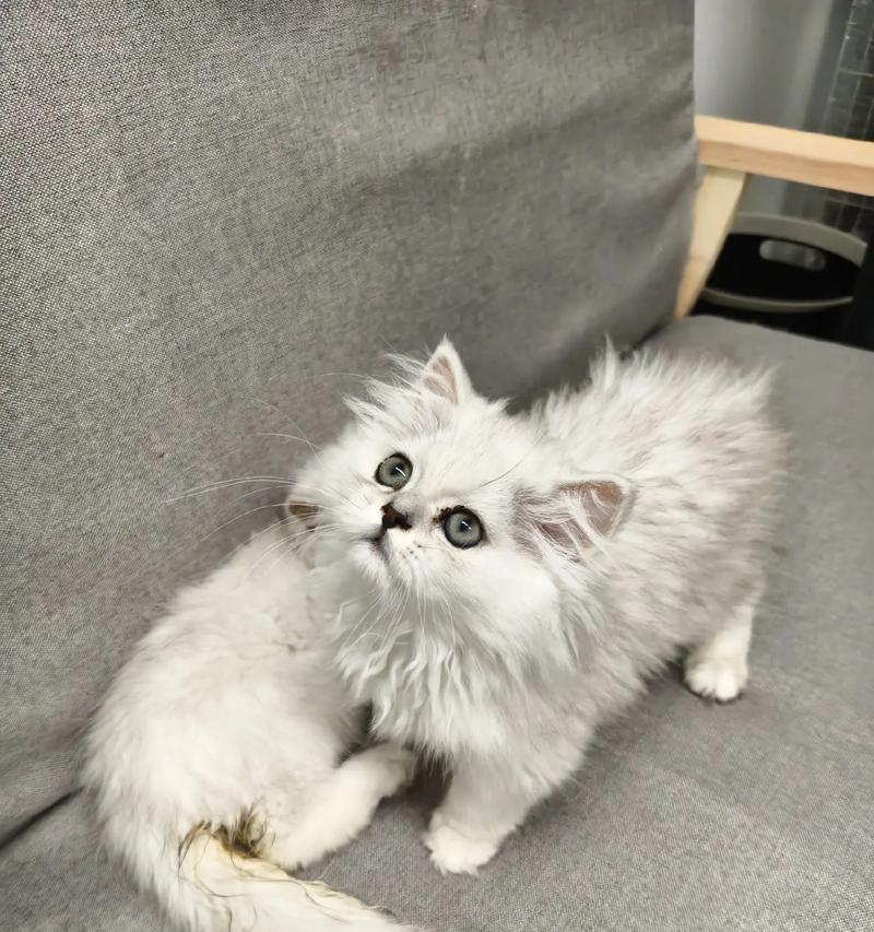 长毛银渐层猫咪最适合哪种猫粮？有哪些推荐？-图3