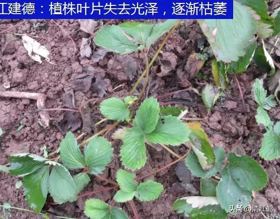 草莓为什么枯死？草莓植株枯萎死棵咋啦？-图3