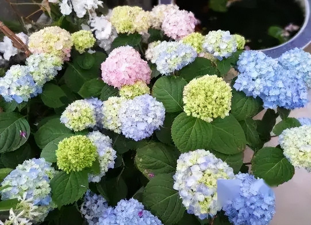 绣球花为什么变色了？绣球花的色彩之谜-图2