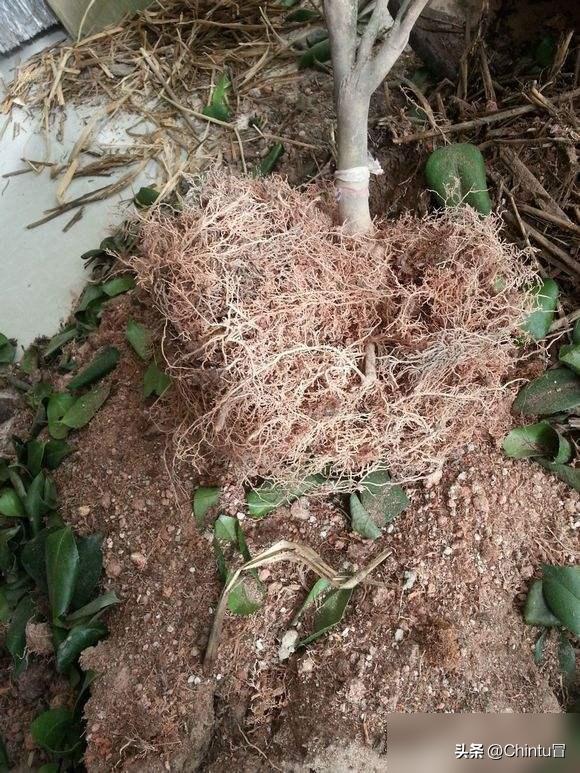 茶花叶子为什么掉光了？茶花掉光叶子不要扔-图5