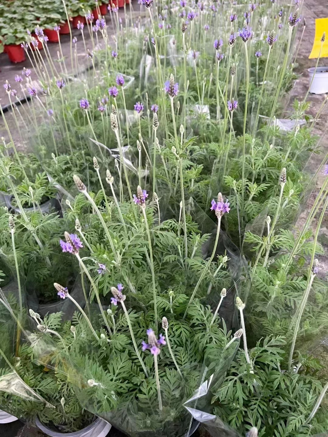 为什么薰衣草有助睡眠？薰衣草植物可以放在床边吗-图3
