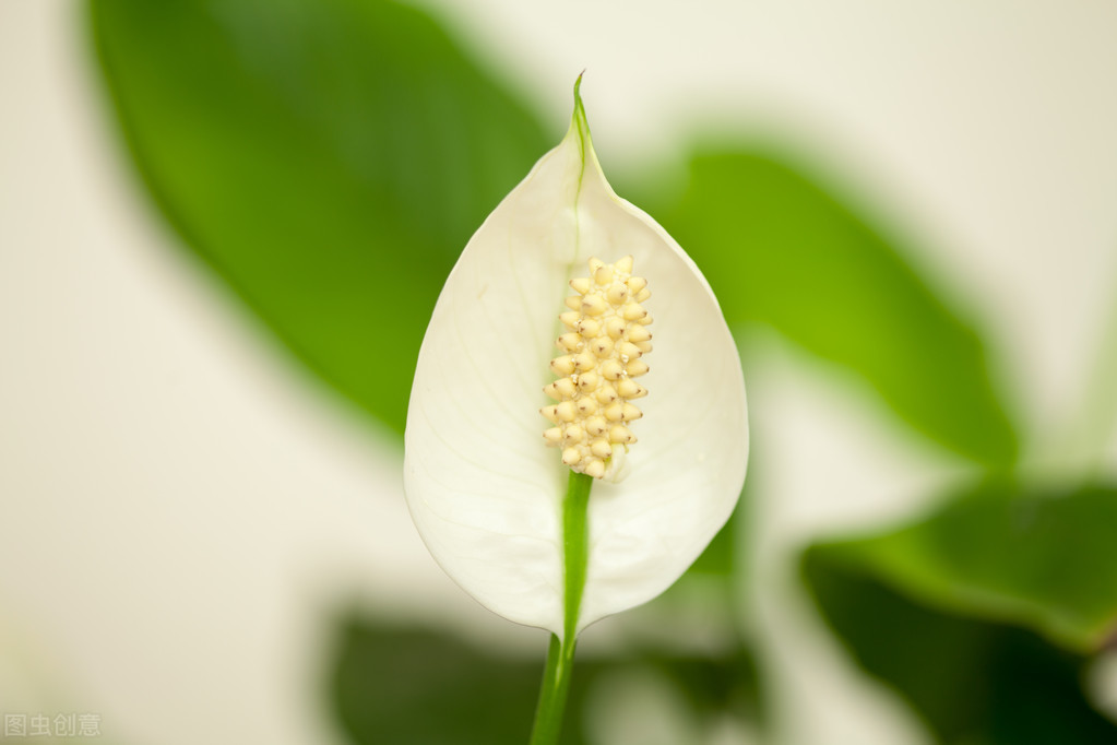 白掌为什么不开花了？白掌不开花？及时“分家”-图1