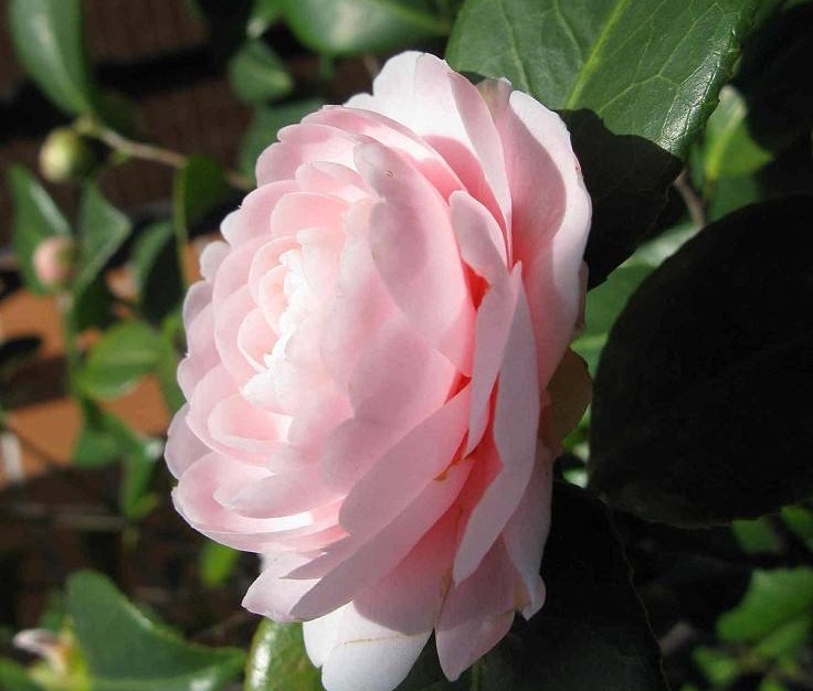 茶花为什么会掉花蕾？如何让茶花多开花？-图1