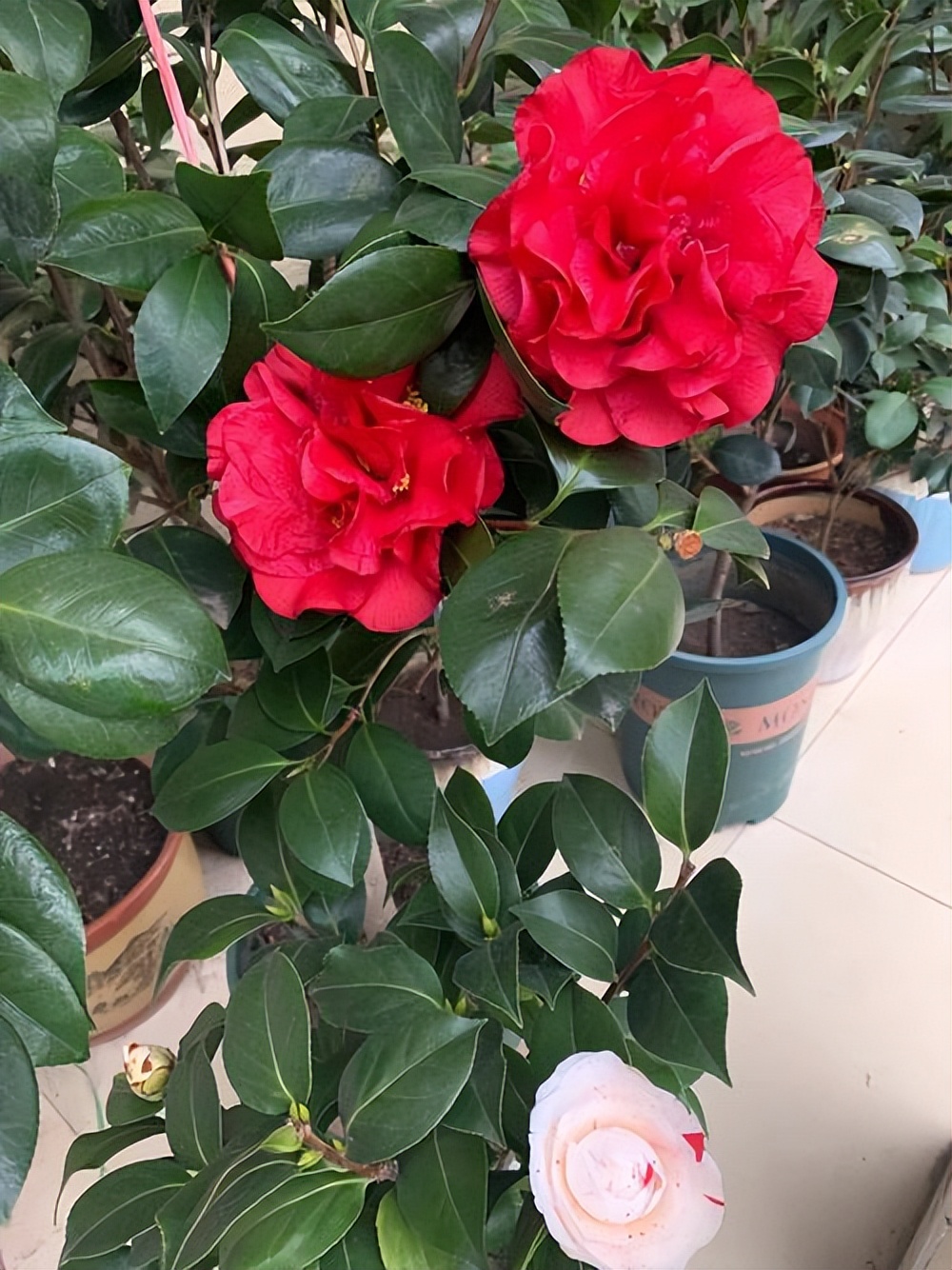 茶花为什么会掉花蕾？如何让茶花多开花？-图5