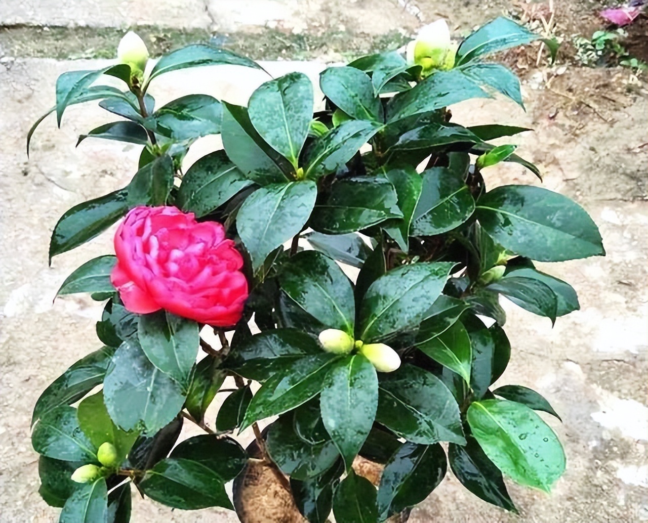 茶花为什么会掉花蕾？如何让茶花多开花？-图11
