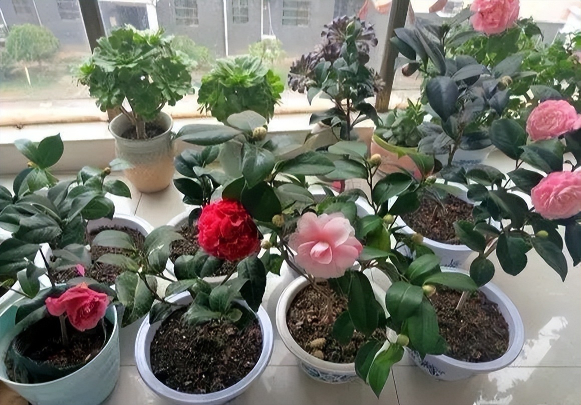 茶花为什么会掉花蕾？如何让茶花多开花？-图14