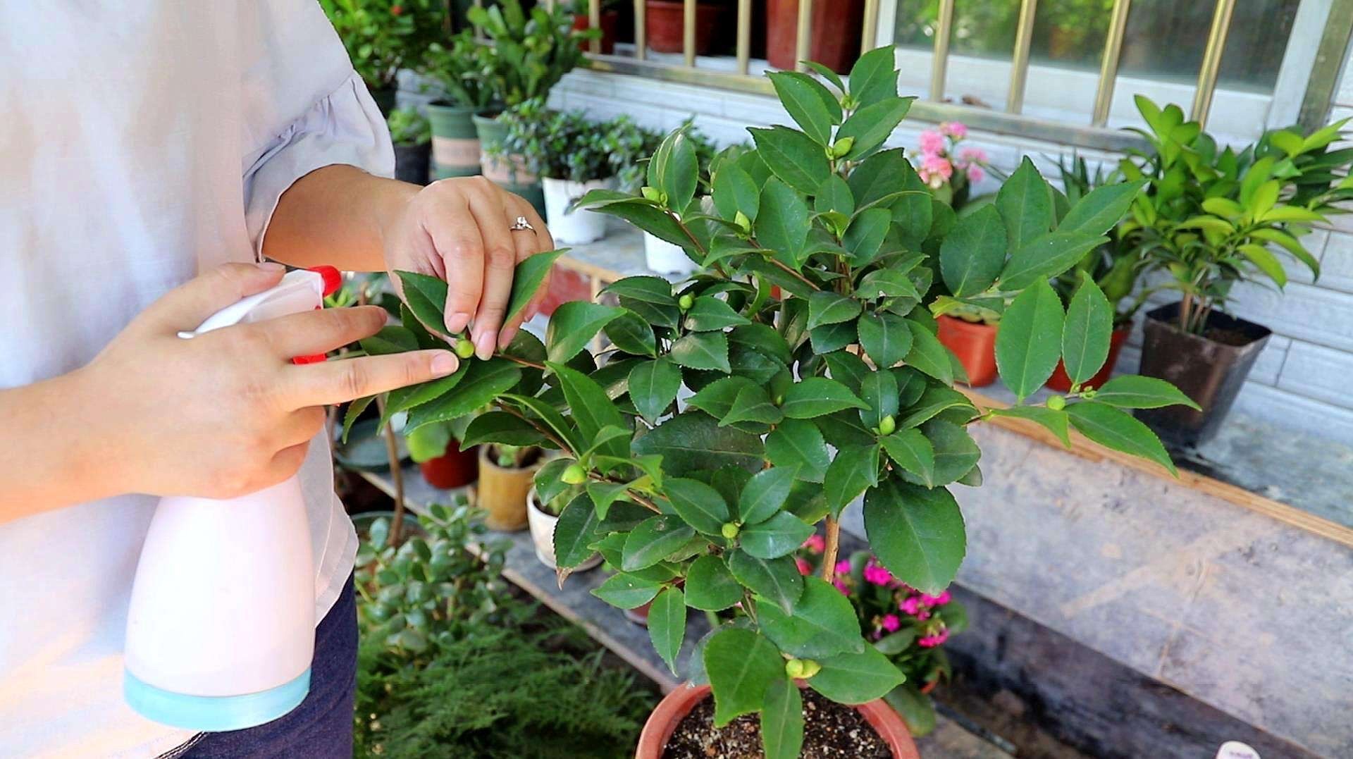 茶花为什么会掉花蕾？如何让茶花多开花？-图17