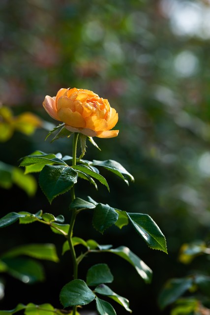 为什么月季花朵越开越小？月季开花越来越小怎么办?-图3