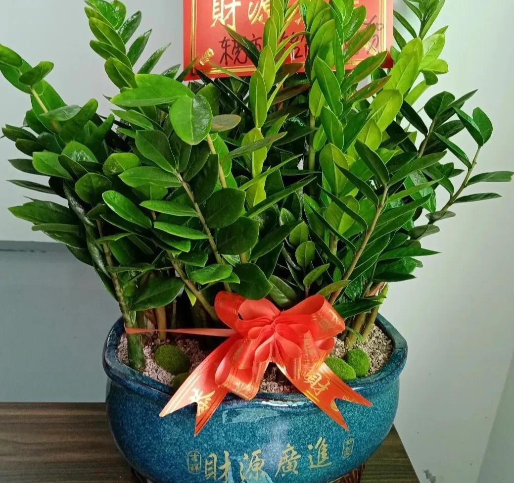 金钱树为什么不发新芽？金钱树不长芽怎么办？-图6