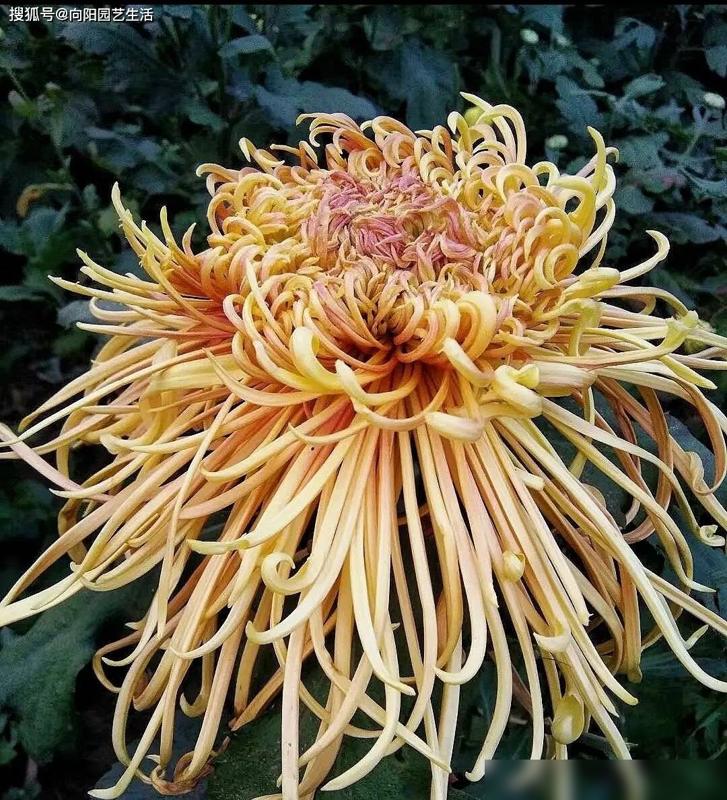 菊花为什么冬天种植？冬天适合养菊花，不怕低温！-图4