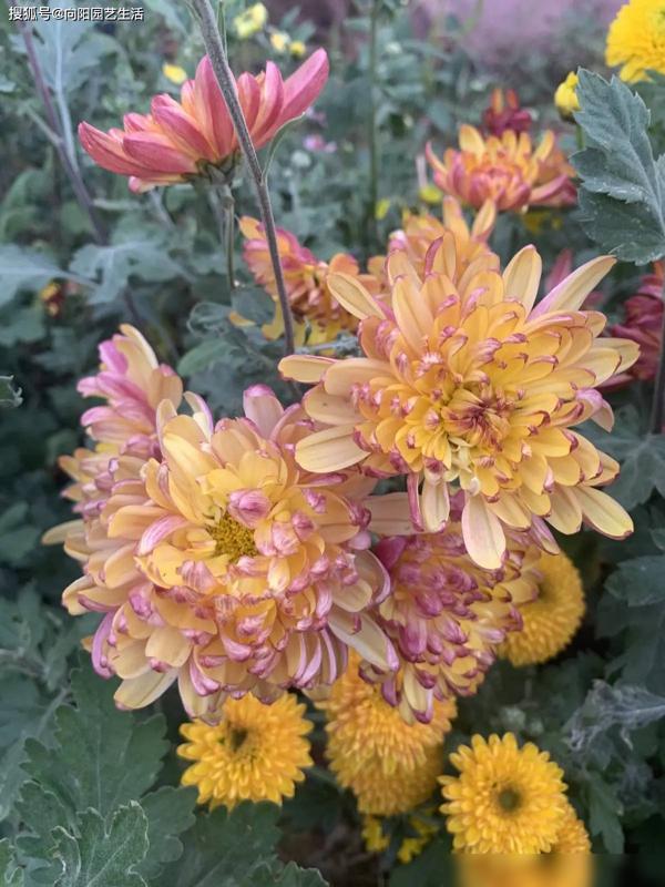 菊花为什么冬天种植？冬天适合养菊花，不怕低温！-图5