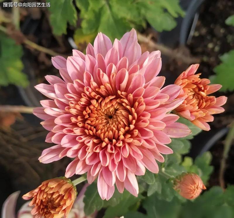 菊花为什么冬天种植？冬天适合养菊花，不怕低温！-图6