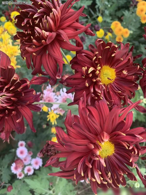 菊花为什么冬天种植？冬天适合养菊花，不怕低温！-图7