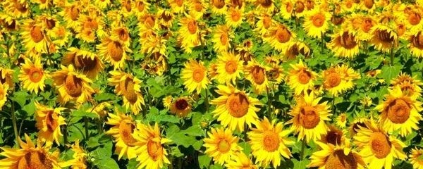 向日葵为什么叫太阳花？向日葵的生长过程