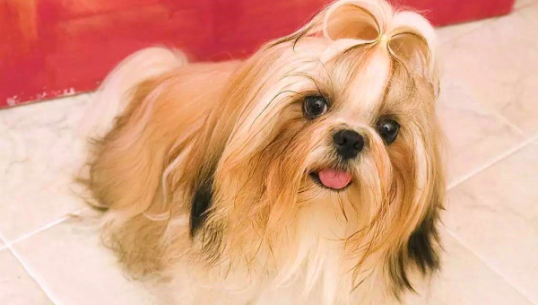 水瓶座适合饲养的宠物西施犬毛色-图1 水瓶座适合饲养的宠物西施犬毛色-图1