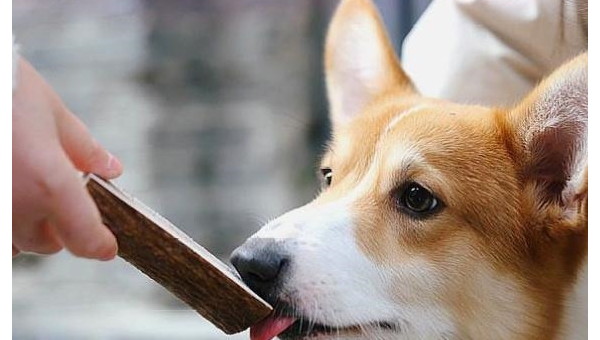 天秤座青睐的宠物柯基犬萌点