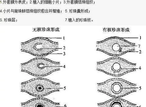 河蚌珍珠是怎么形成的 河蚌在什么情况下会有珍-图3