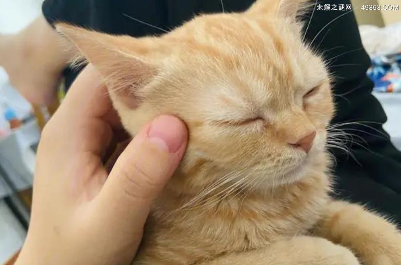 猫发出咕噜咕噜的声音是什么意思？