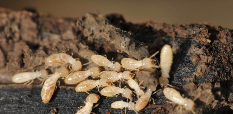 防火墙板是否能抵抗白蚁?遇到白蚁问题该如何处理?