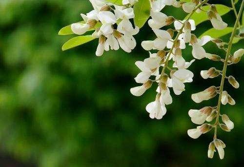 洋槐花长期保存方法-图2 洋槐花长期保存方法-图2