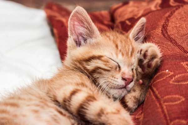 猫咪怎么认主人?吸引猫过来的声音，具体是什么情况？-图1