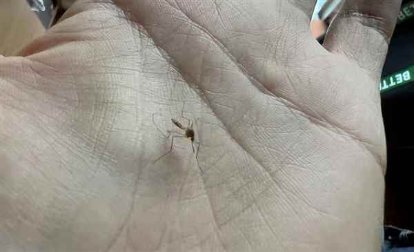 为了消灭蚊子：科学家建议在人血里下毒(图4)