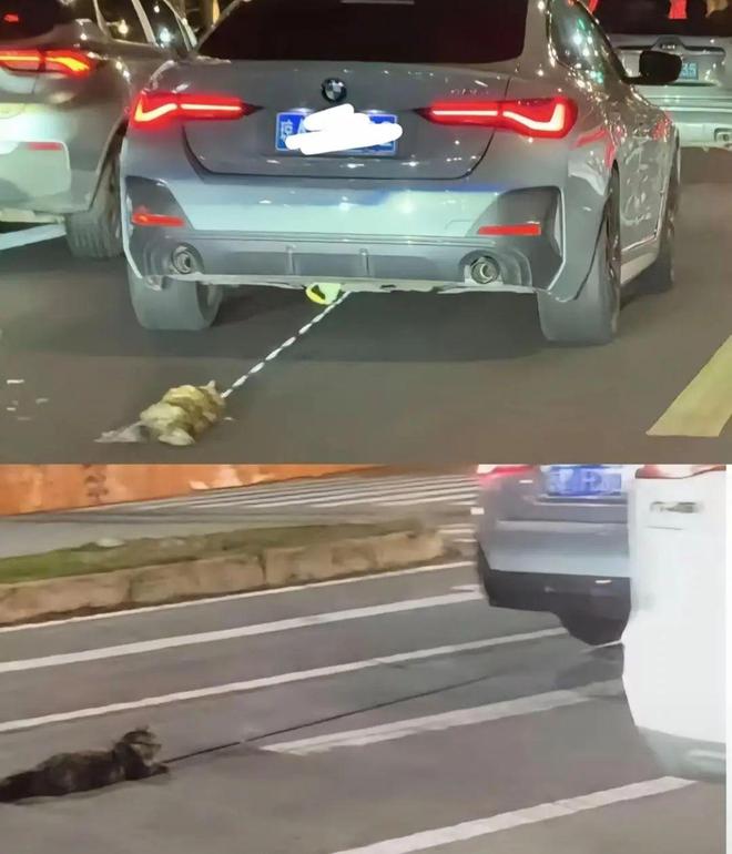宝马女司机驾车拖行小猫致死？海口警方：已立案调查