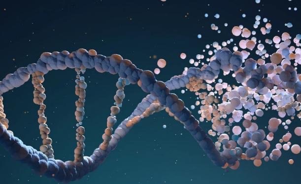 为什么人类不能永生？因为细胞不断的更新(产生 DNA 突变)-图1