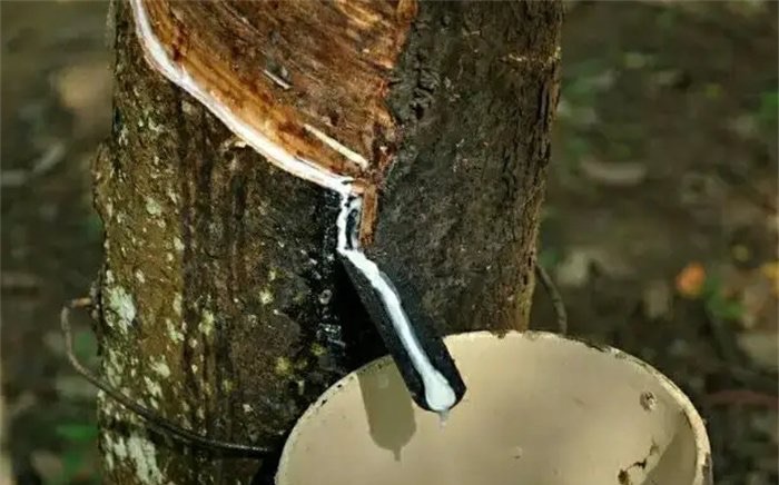 世界上天然橡胶最多的国家泰国产量高？(适合生长)-图3