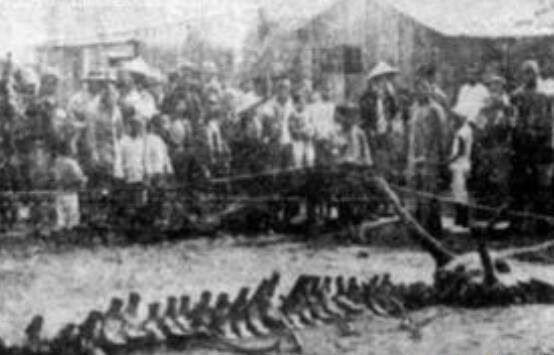 民间真实龙的故事盘点，关于龙的真实案件-图1