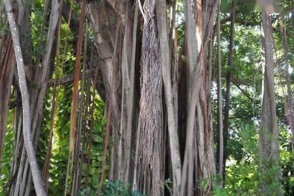 库拉树的相关资料？法国库拉树是什么毒真实存在吗-图2