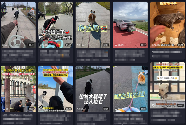多地出现狗拉车带人上路急驶 律师：或违法违规-图2