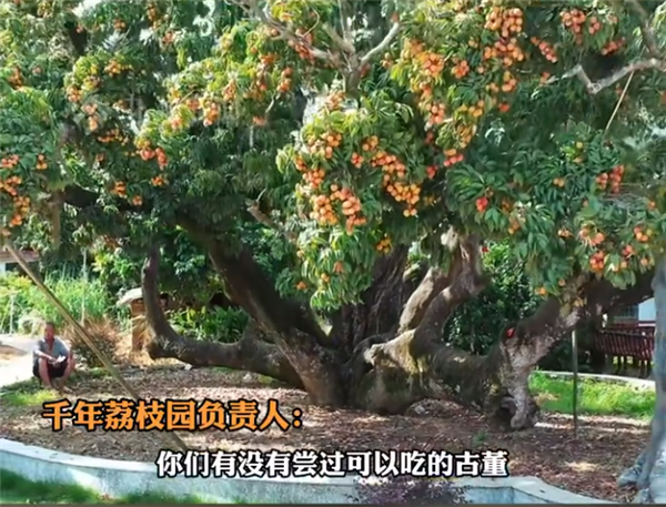 活了上千年！杨贵妃同款最爱荔枝 曾卖1颗99元 京东1元起拍整树果实-图1