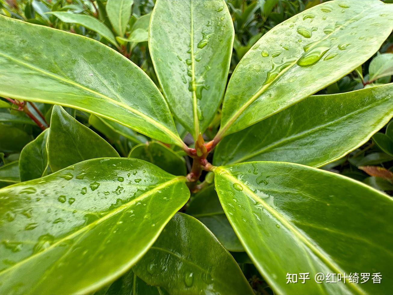 iPhone 15 Pro Max值得买吗?真的升级一般吗?