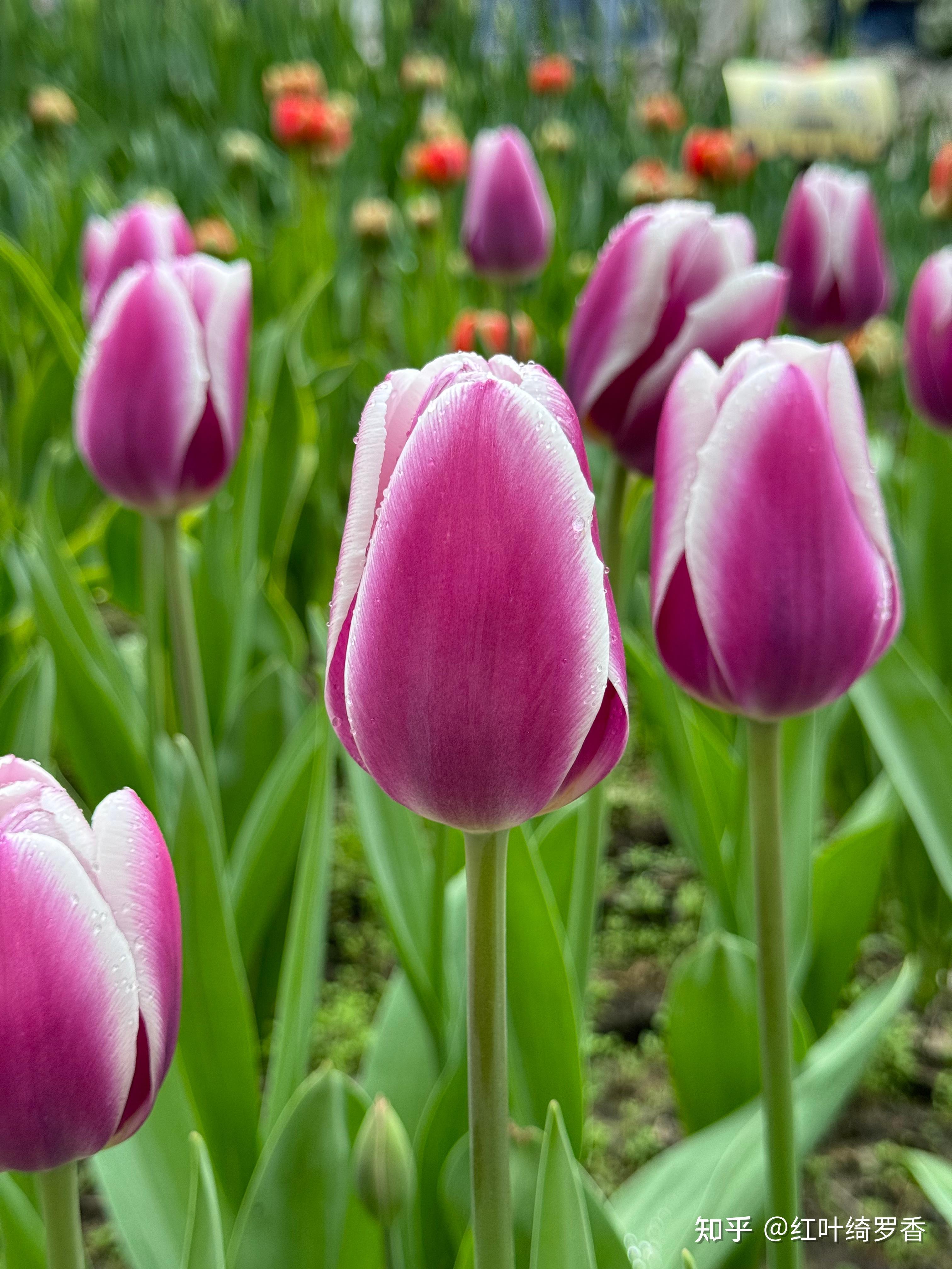 iPhone 15 Pro降价到5949元了，是否值得买手？