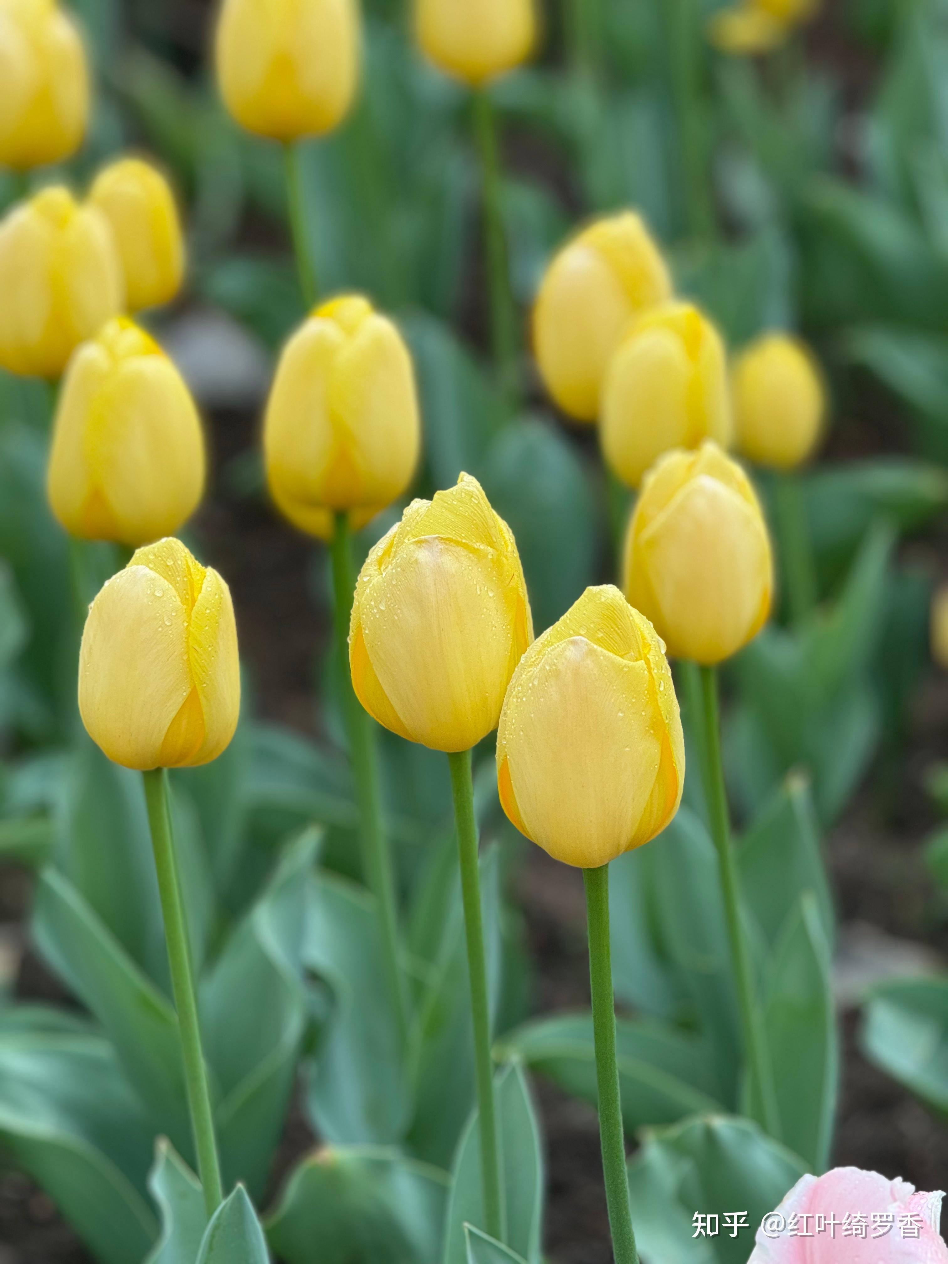 iPhone 15 Pro Max到底有什么优势?