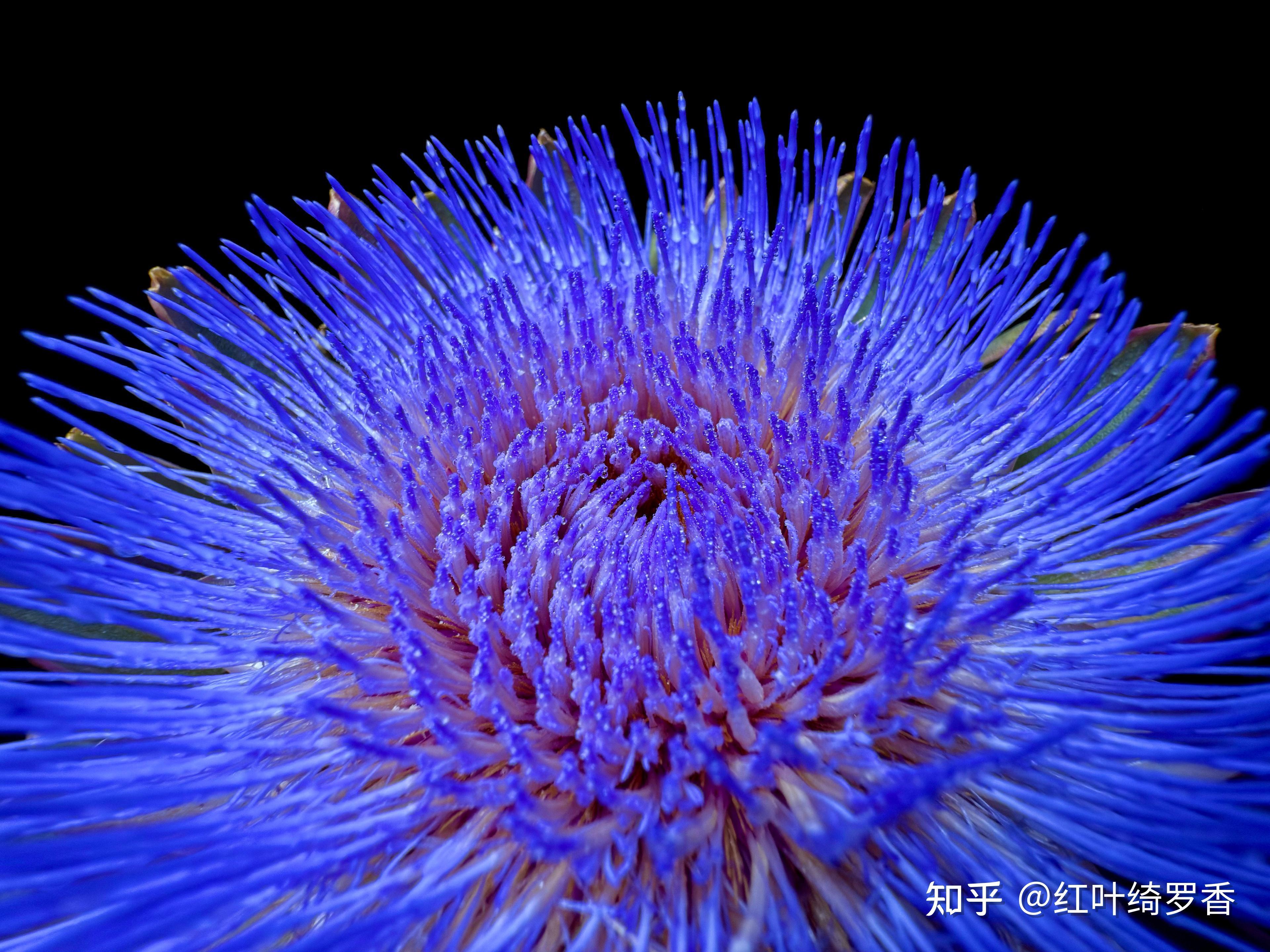 iPhone 16和iPhone 16 Plus到底升级了什么？全新功能深度剖析。