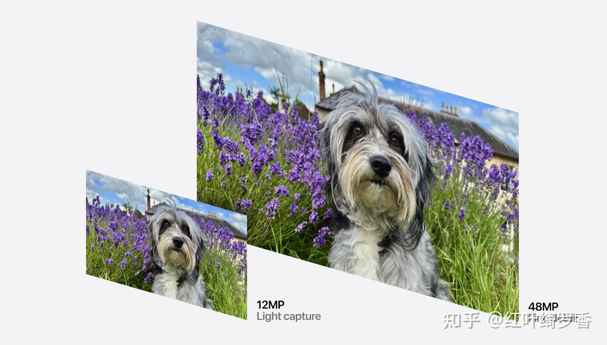 iPhone 16和iPhone 16 Plus到底升级了什么？全新功能深度剖析。