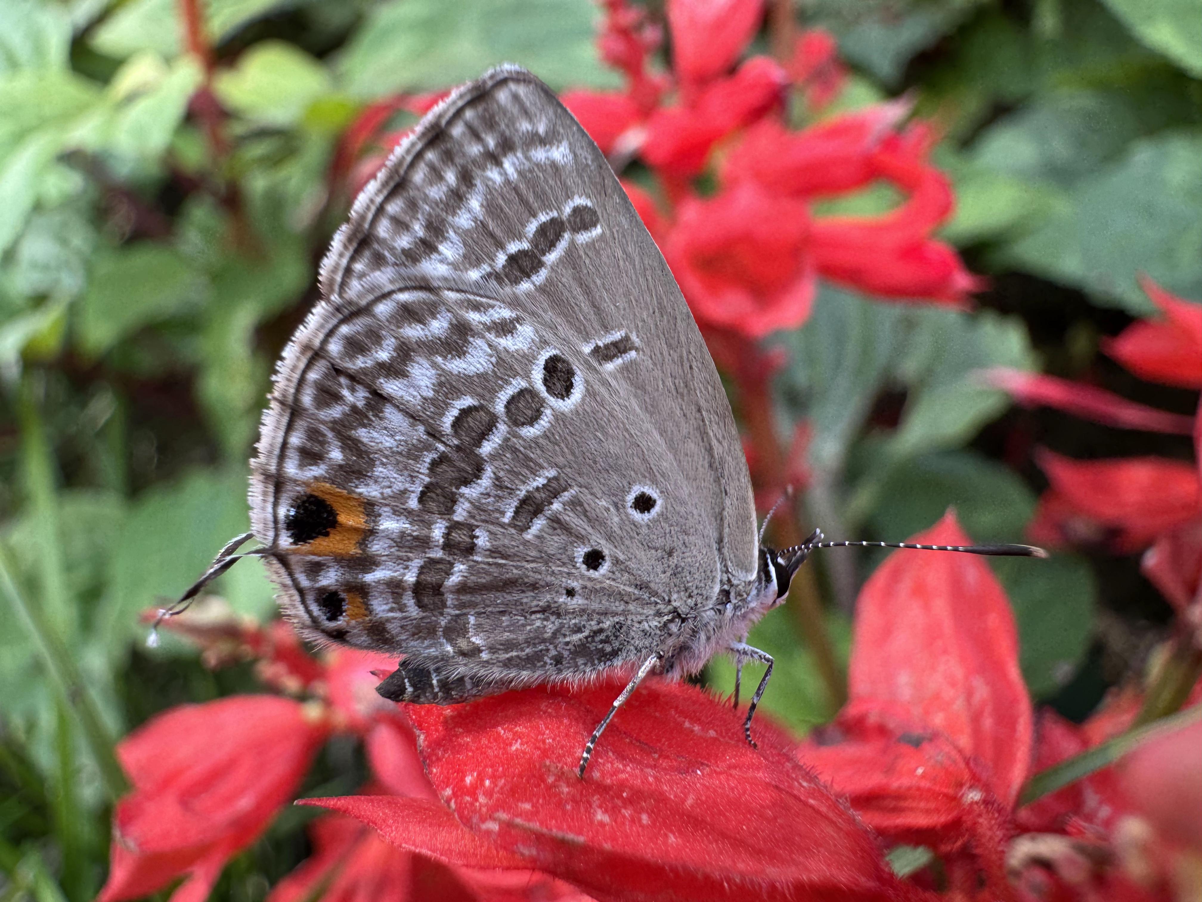 有哪些特征一眼就会被看出是 iPhone 用户?