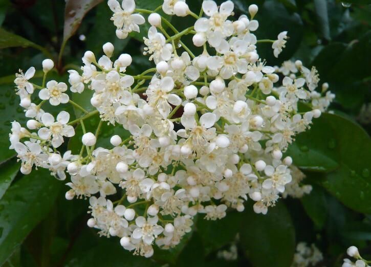 石楠花是什么意思啊网络用语 一种污花：石楠花茶是什么梗-图1