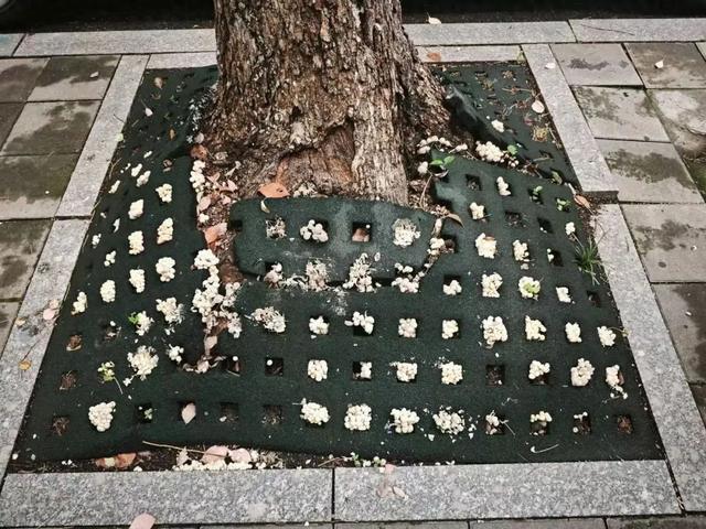 不要挖、不要吃！杭州多地“疯狂冒头”-图1