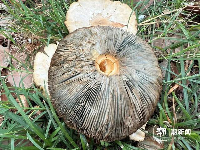 不要挖、不要吃！杭州多地“疯狂冒头”-图4