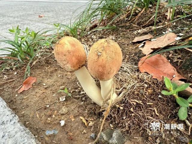 不要挖、不要吃！杭州多地“疯狂冒头”-图5