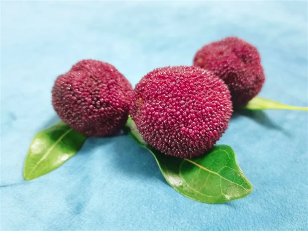 又到了吃虫 哦不！吃杨梅的季节了-图1