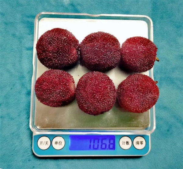 又到了吃虫 哦不！吃杨梅的季节了-图2