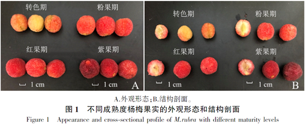 又到了吃虫 哦不！吃杨梅的季节了-图3