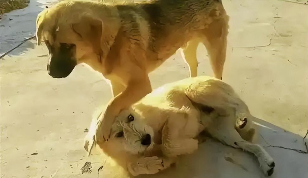 中国下司犬爆红外网:实力未必第一,但人情世故拿捏得死死的
