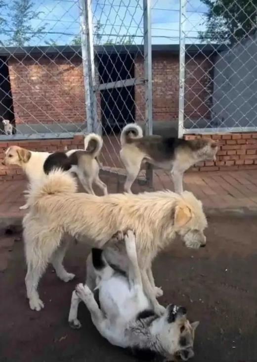 中国下司犬爆红外网:实力未必第一,但人情世故拿捏得死死的